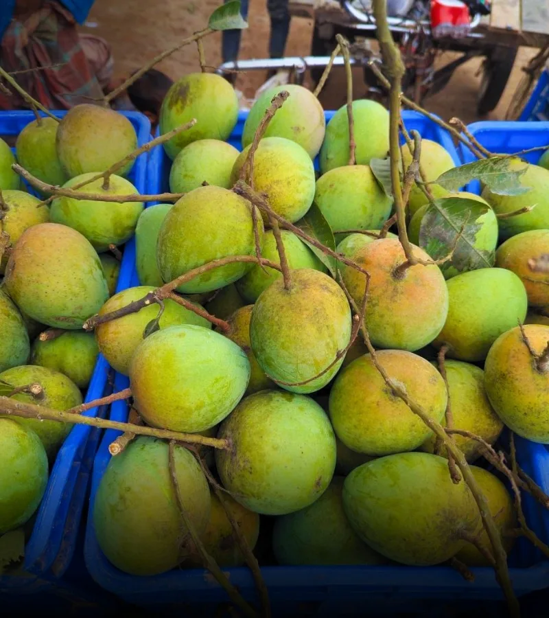 হাড়িভাঙ্গা আম (10-20) কেজি
