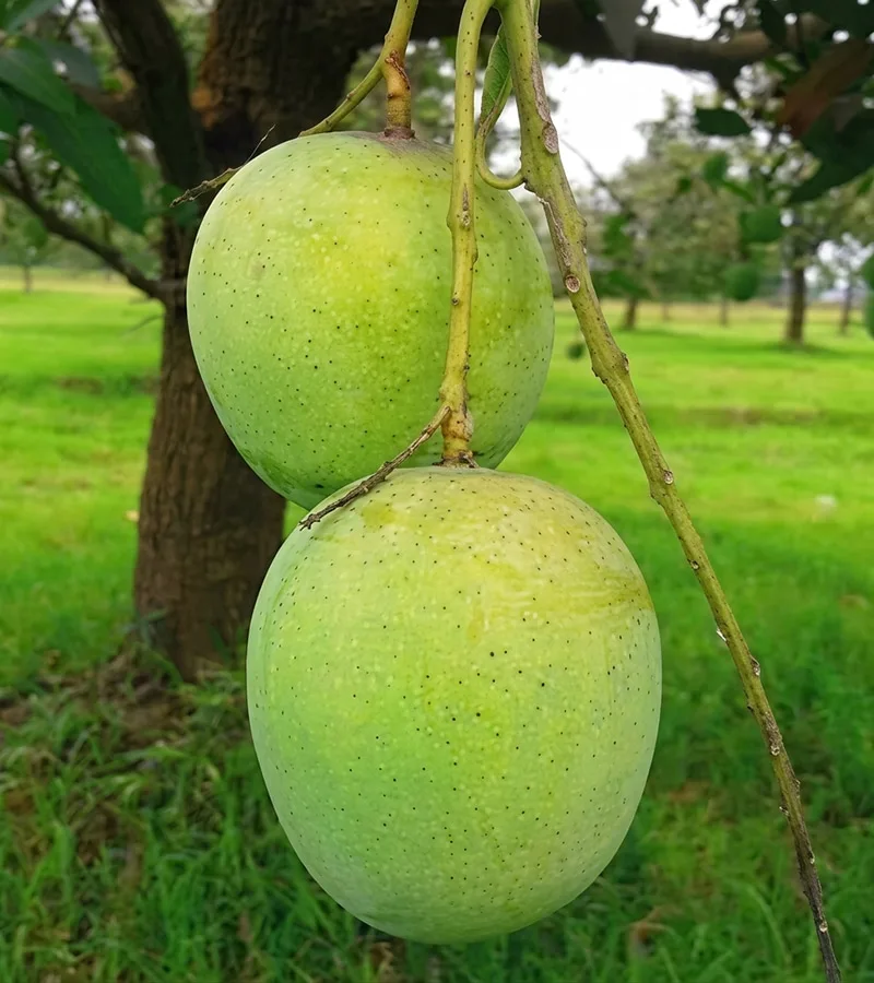 ল্যাংড়া আম (10-20) কেজি