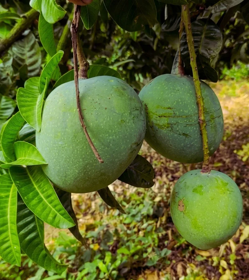 গবিন্দভোগ আম (10-20) কেজি