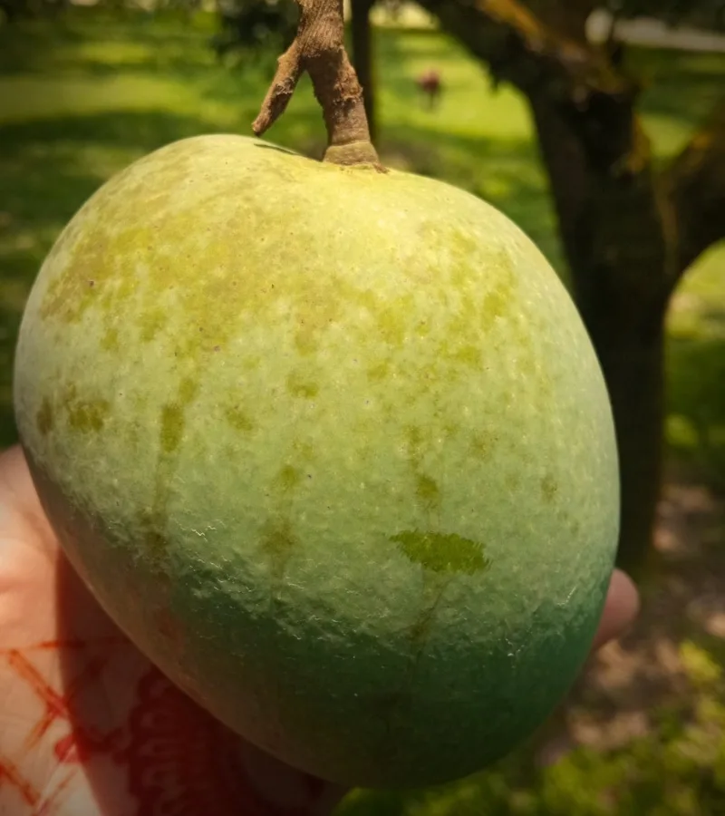 হিমসাগর আম (10-20) কেজি