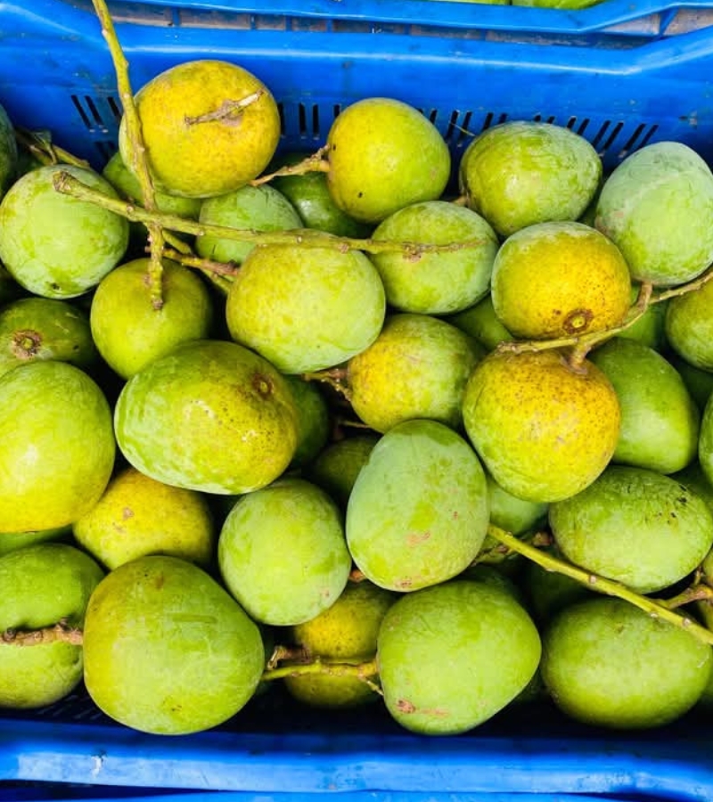হিমসাগর আম2