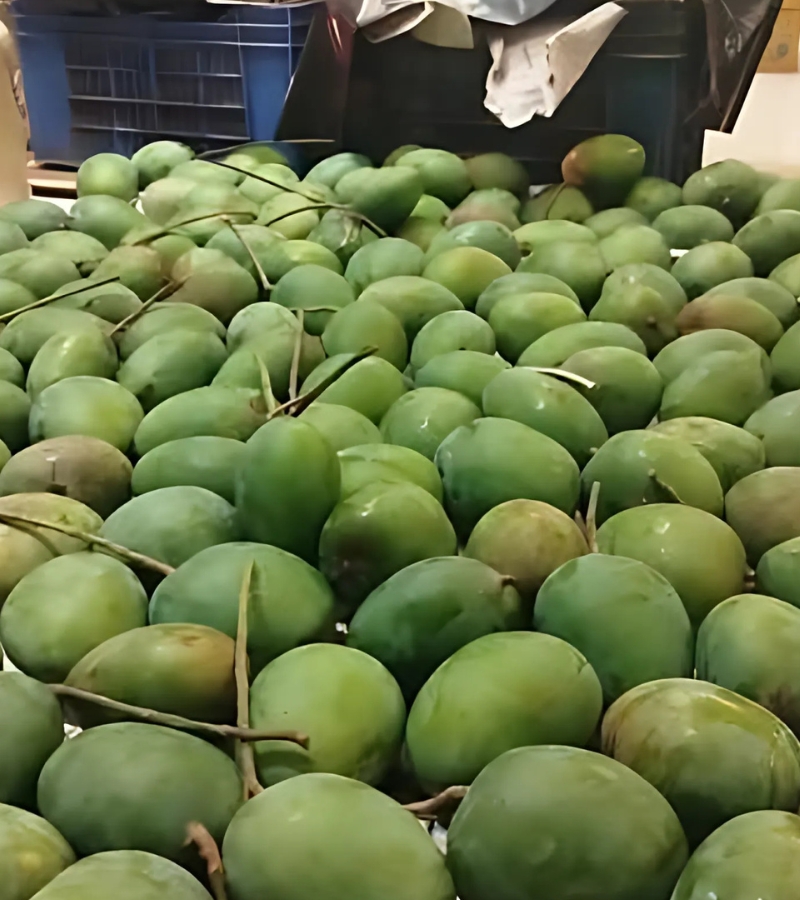 হিমসাগর আম