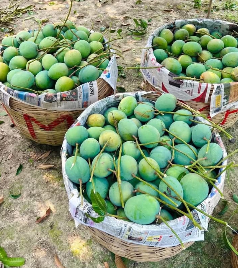 হিমসাগর আম