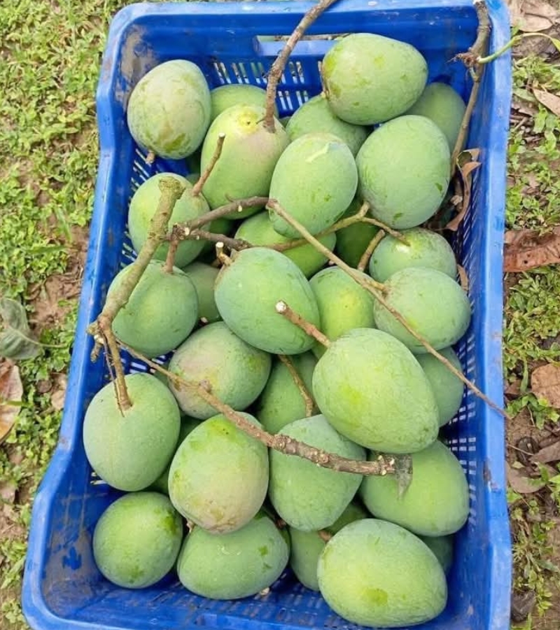 হিমসাগর আম6