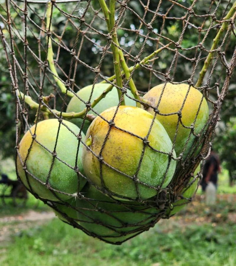 হিমসাগর আম 7