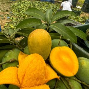 হাড়িভাঙ্গা আম