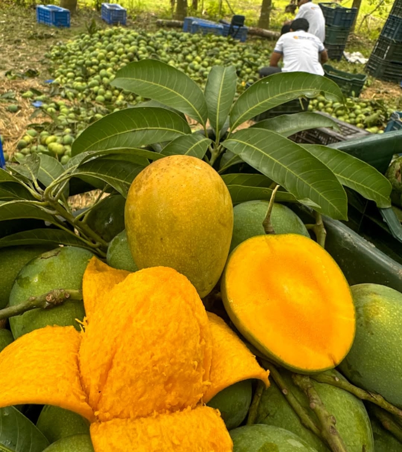 হিমসাগর আম 8